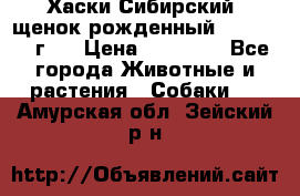 Хаски Сибирский (щенок рожденный 20.03.2017г.) › Цена ­ 25 000 - Все города Животные и растения » Собаки   . Амурская обл.,Зейский р-н